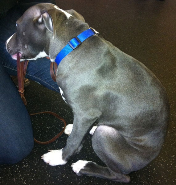 Kentucky Humane Society